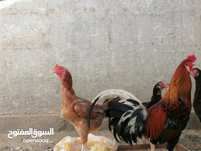 دجاج مهجن باكستاني على عماني
