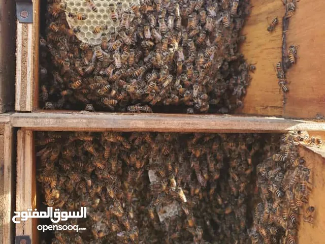 لبيع جميع انواع النحل البلدي مضمون 100 والعسل البلدي بكافه أنواعه مضمون