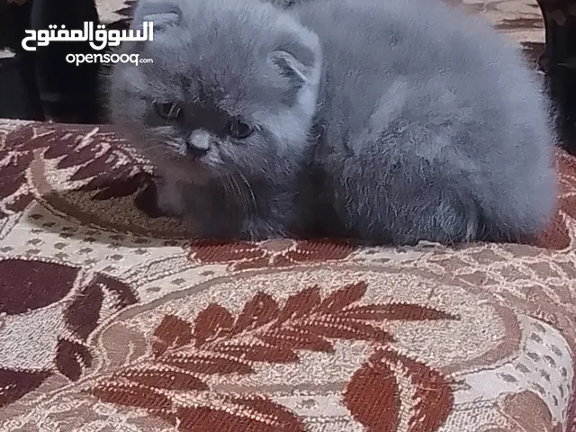 كيتن سكوتش فولد وستريت