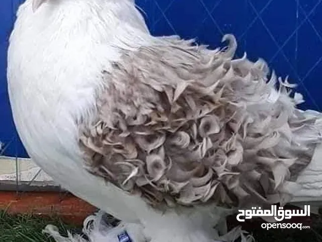 مطلوووب ...مطلووووب حمام بلدي