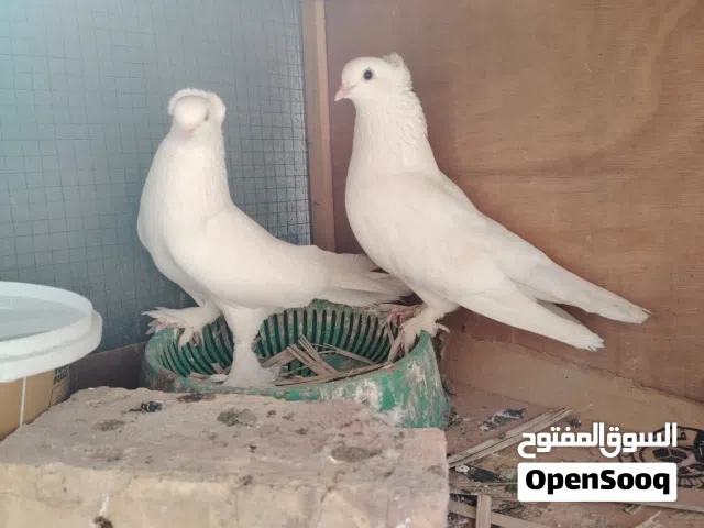 حمام رواعب ابيض طلك العدد 9 0 ثلاث ازواج امايات منهن زوج جواه بيض و3 مخاليف بيع شلع مع الخانات