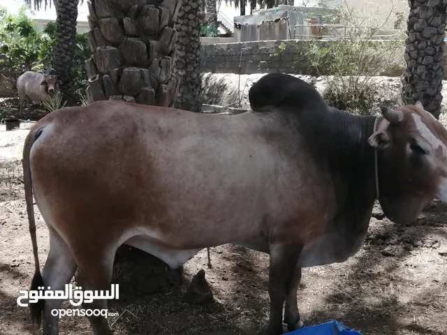 ثيران مطعومة للبيع أحجام كبيره مطعومة تمر علف وحشائش وغبار بشكل يومي توزن بعد الذبح اكثر من 200 كليو
