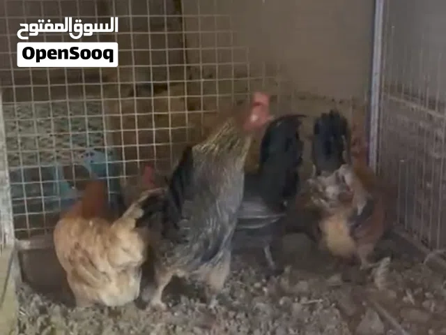 دجاج حبحب عماني بياض