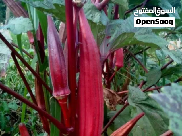 بزر باميا للبيع مذاق رائع وصنف ممتاز لون احمر