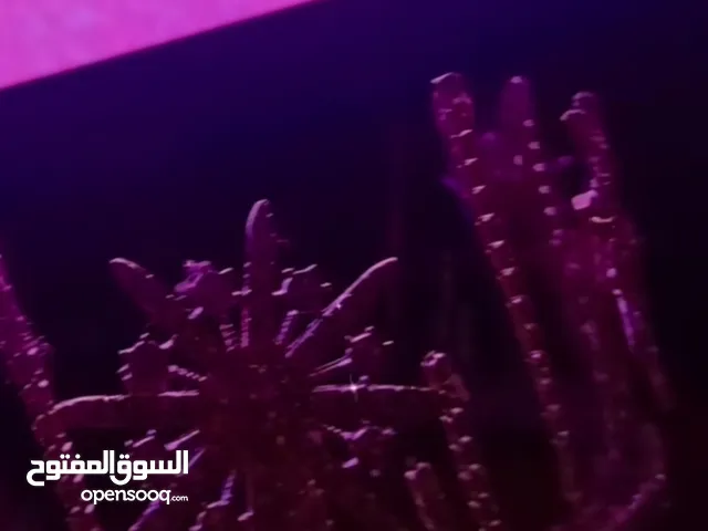 تاج العروس الفضي الكرستالي