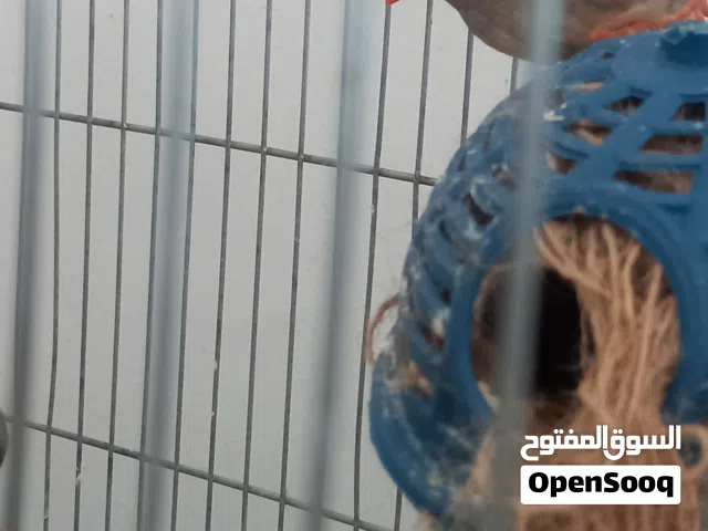 طير جنه زيبرا
