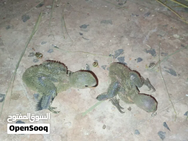 متوفر زوز فروخ ترويض بركاديلو مكان عين زاره