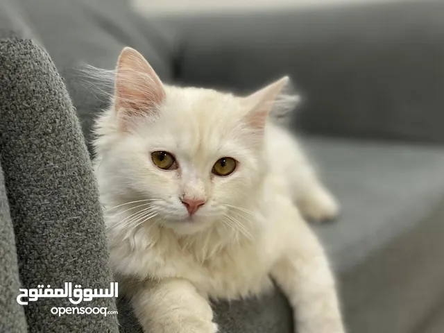 قطط شيرازيه