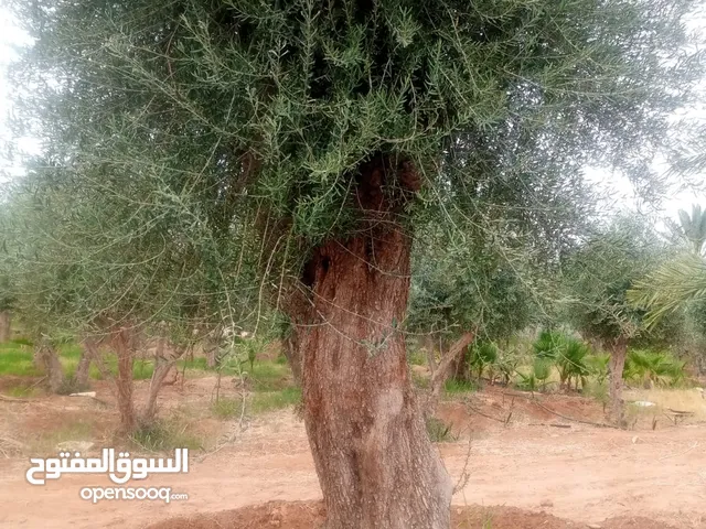 اشجار زيتون ونخيل عربي واشنطني