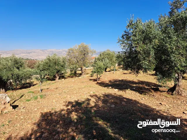 Mixed Use Land for Sale in Salt Al Subeihi