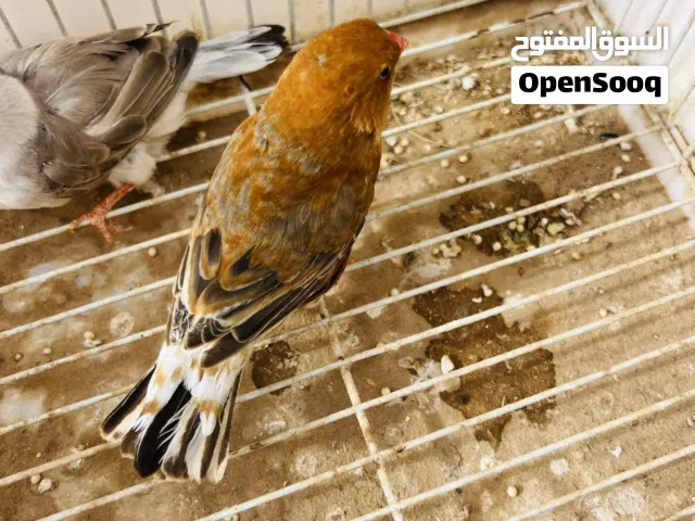 زيبرا للبيع