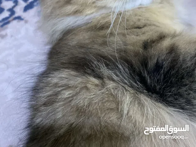 قط انثي للتبني بسبب عدم التفرغ عمرها سنه