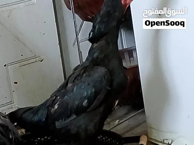 السلام وعليكم دجاجه هراتي قجمه تصير نامعه رس طيب وبياضه