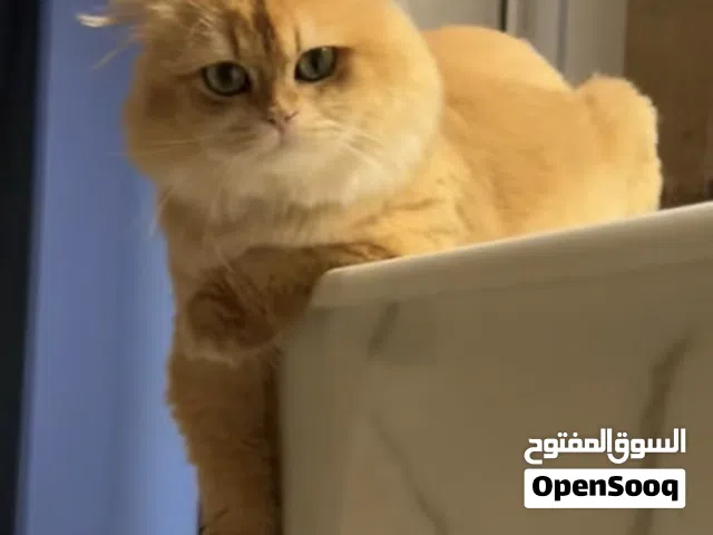 ذكر سكوتش فولد Ny12 / جوكلت