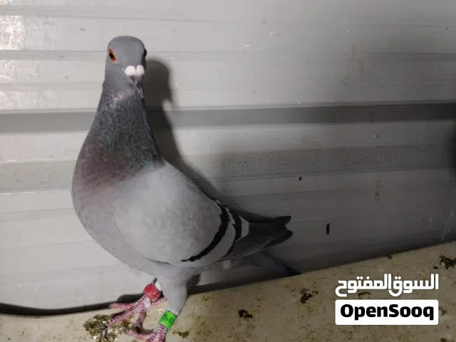 مخاليف شخشلي اسود 4 وثلاث طواير