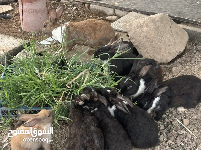 ارانب للبيع احجام مختلفه البيع بالجملة سعر الحبه بريالين ونصف العدد تقريباً 15 أرنب
