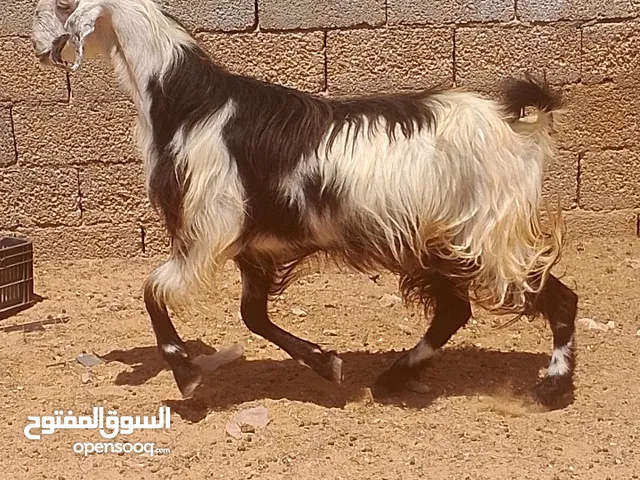 عنز هجين للبيع