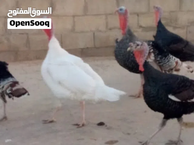 ذكور حبش منتجات