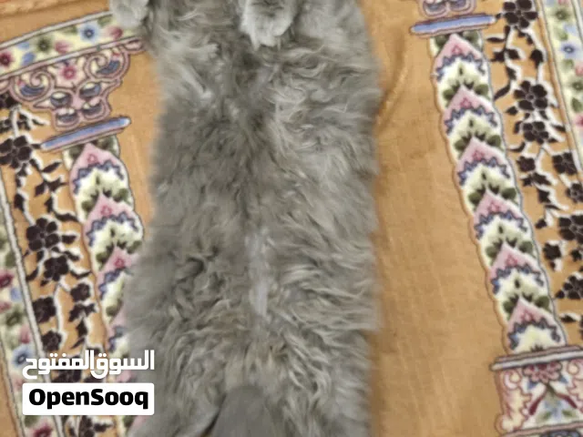 قط ذكر للتبني