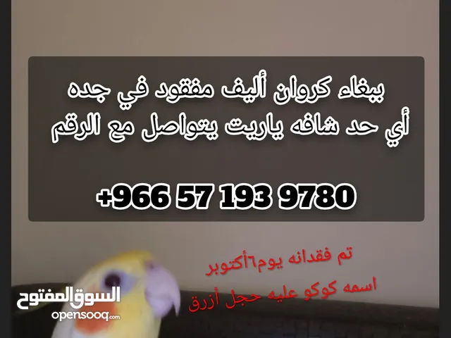 كروان كوكتيل ببغاء مفقود