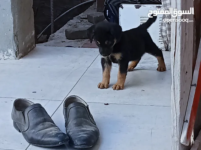 Rottweiler