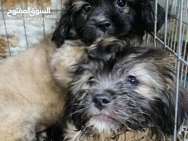 كلاب زينه نوع شيزر البرطاني الذكي عدد ثلاث كلاب عمر شهرين دباديب اطراف صغيره كامل المواصفات