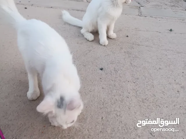 قطط هجينه جميله