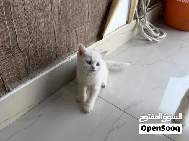 قط انثه للبيع سكوتش فولد العمر شهر ونص فقط