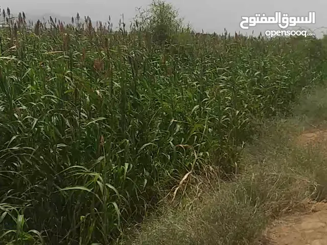 أراضي زراعيه للبيع
