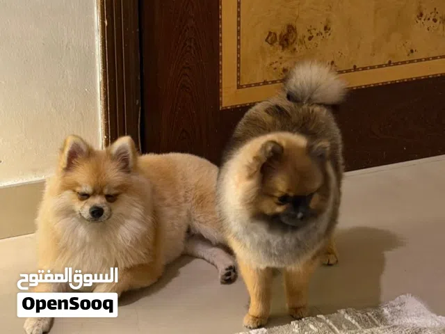 بومرينين بيور العمر 7 اشهر