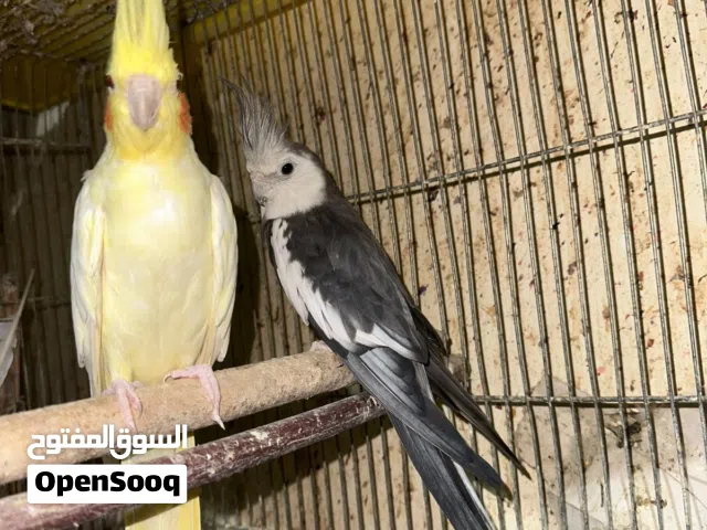 السلام عليكم موجود ذكر كوكتيل وايت فيس ابو فراخ ويوجد روز و فيشر شغلات اقرا الوصف