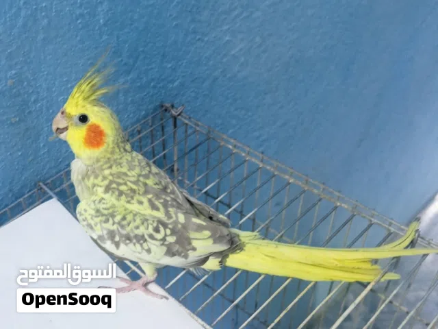 زوج كوكتيل للبيع بعدهن مخالف