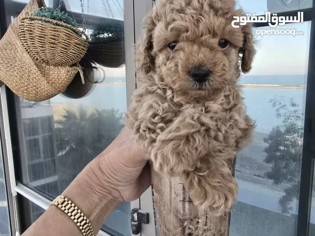 Poodle puppy 1.5 months old