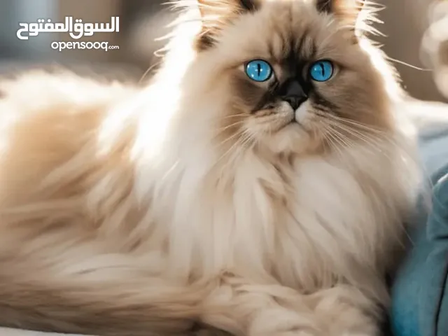 قطه انثى هملايا اليف
