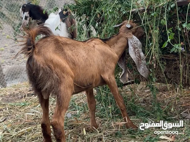 تيس باكستاني بيور