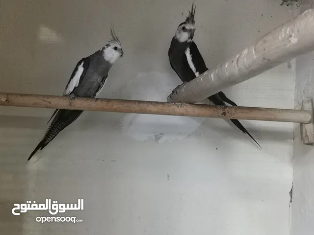 فحلين وايت فيس منتجات