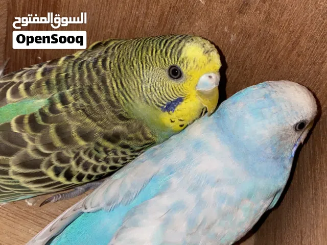 زوج بادجی للبیع