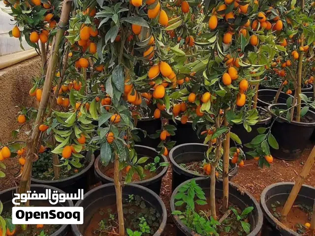 مشاتل الاندلس لانتاج وبيع جميع انواع الاشجار البلديه والمستوردة