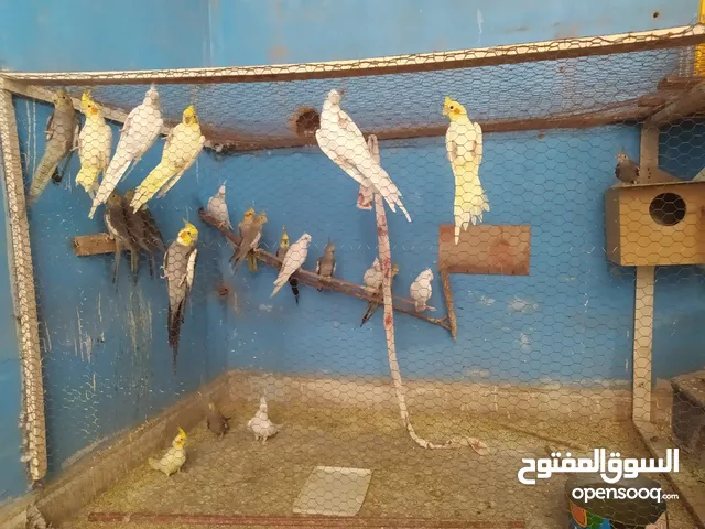 كوكتيل منوع