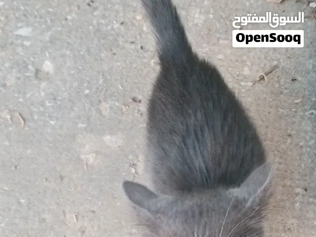 قط لطيف ونظيف للبيع قط منزلي هادئ للبيع