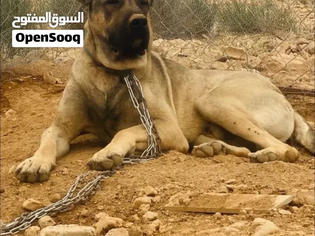 جوز كلاب كانجال بيور منتج لونهم بني فاتح حجم ضخم جدًا