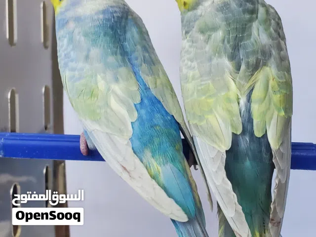 زوج رينبو مستويات تحف فقط للي يفهم بالرينبو وتركيباته