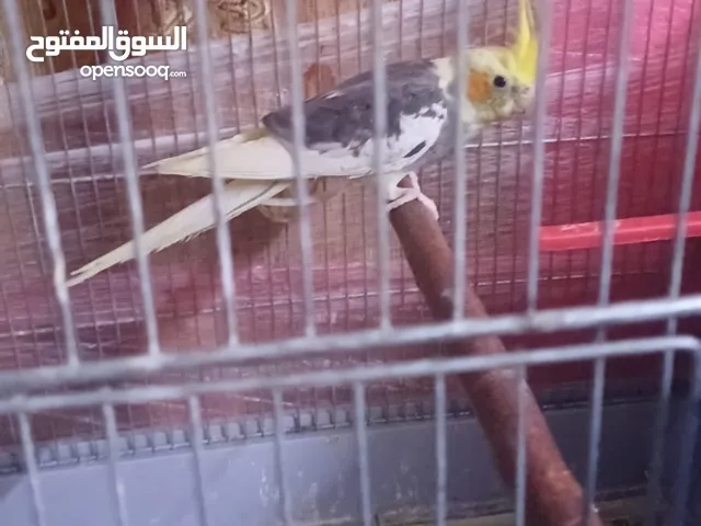 للبيع ذكر وانثى مخلف