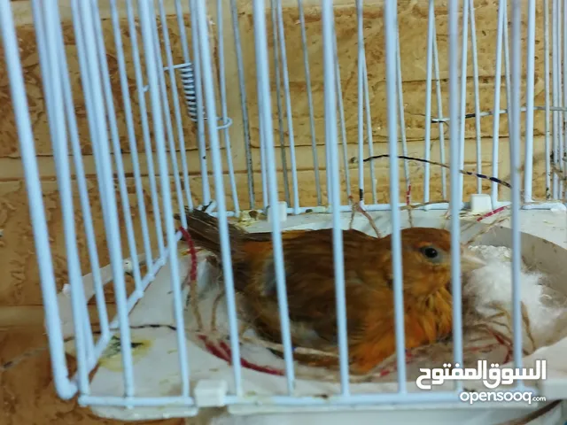 كناري ماوردي نحاسي ام فراخ
