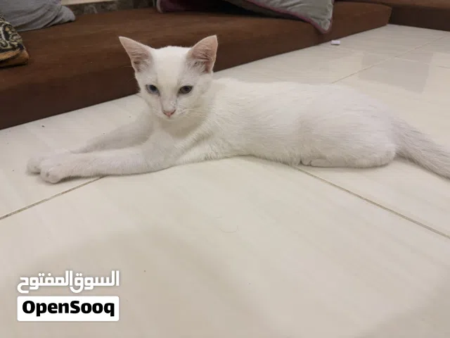 قط للتبني الأسباب السفر مستعجل