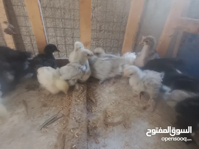 بسم الله ماشاء الله موجود 19 صوص كوشن مستوى جميل و2فرخ أرانب هجين بابيون