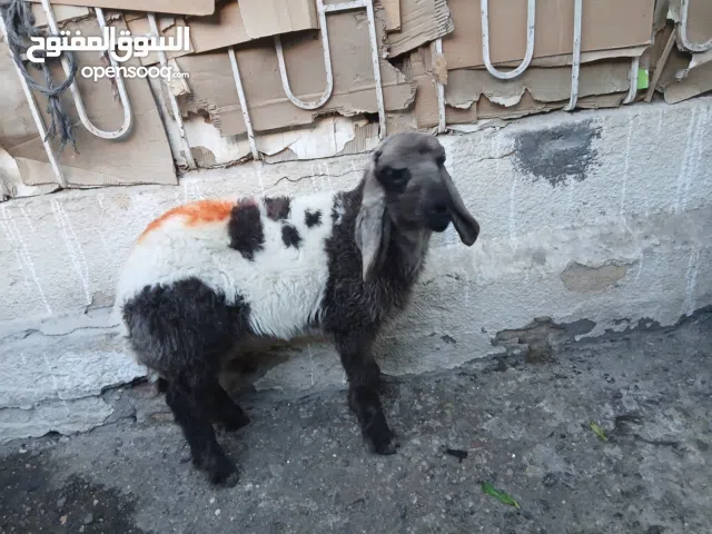 خروف فحل كوتاويصحته جيدة