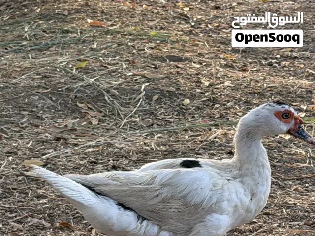 بط مصري منتجات