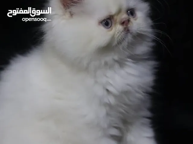 ماشاء الله لا قوة الا ب الله أحلى كيتن بيرشن بيكي فيس