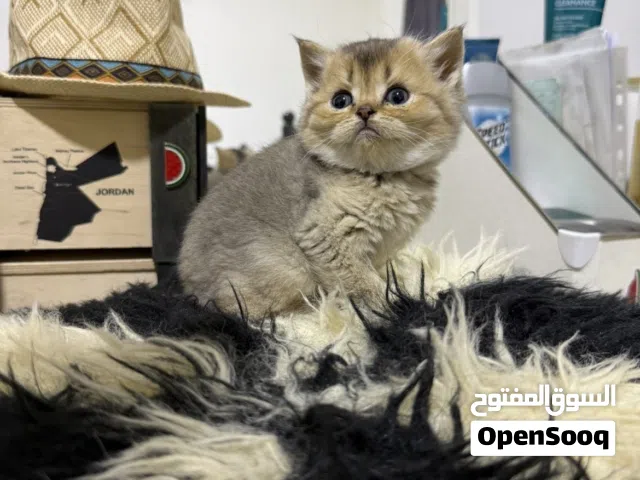 British Shorthair Golden Shaded